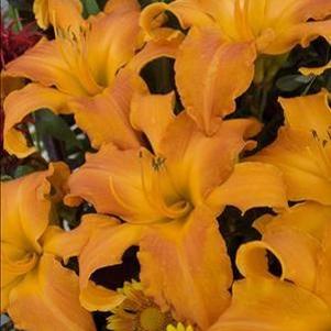 12 units available! Pre-Order Qty: 0