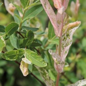 2 units available! Pre-Order Qty: 0