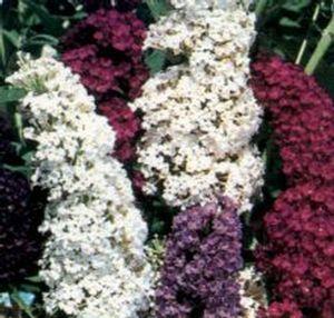 701 units available! Pre-Order Qty: 0