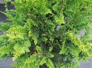 5 units available! Pre-Order Qty: 0