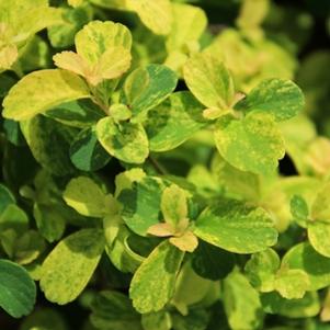 12 units available! Pre-Order Qty: 0