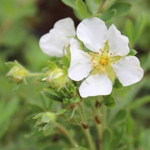 1 units available! Pre-Order Qty: 0