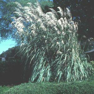 10 units available! Pre-Order Qty: 0