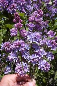 2 units available! Pre-Order Qty: 0