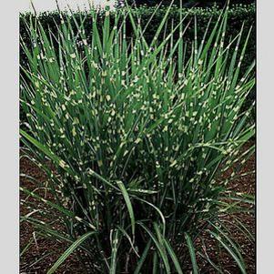 18 units available! Pre-Order Qty: 0