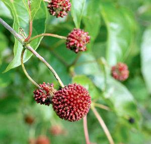 3 units available! Pre-Order Qty: 0