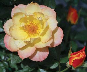 13 units available! Pre-Order Qty: 0