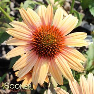 10 units available! Pre-Order Qty: 0