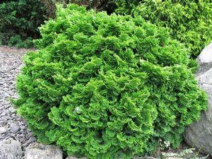 3 units available! Pre-Order Qty: 0