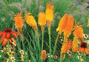 8 units available! Pre-Order Qty: 0