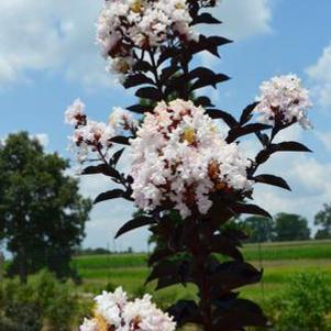 5 units available! Pre-Order Qty: 0