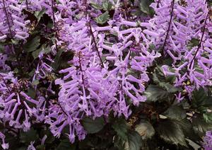 2 units available! Pre-Order Qty: 0