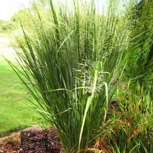 19 units available! Pre-Order Qty: 0