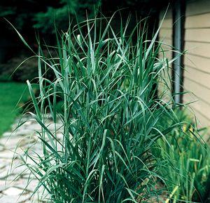 3 units available! Pre-Order Qty: 0