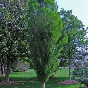 8 units available! Pre-Order Qty: 0