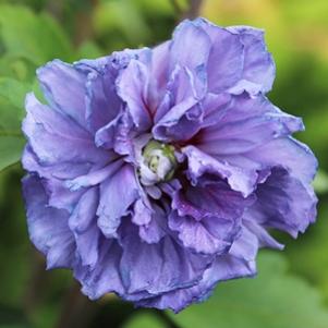 167 units available! Pre-Order Qty: 0