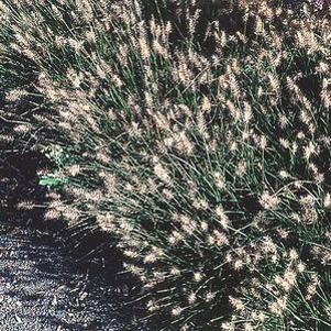 18 units available! Pre-Order Qty: 0