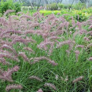 766 units available! Pre-Order Qty: 0