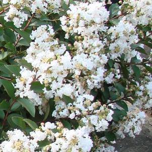 702 units available! Pre-Order Qty: 0