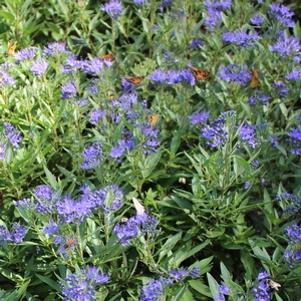 28 units available! Pre-Order Qty: 0