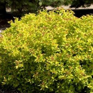 9 units available! Pre-Order Qty: 0