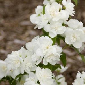 3 units available! Pre-Order Qty: 0