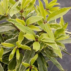 8 units available! Pre-Order Qty: 0