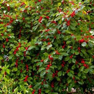 3 units available! Pre-Order Qty: 0