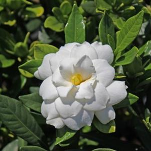 25 units available! Pre-Order Qty: 0