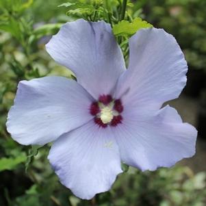 13 units available! Pre-Order Qty: 0