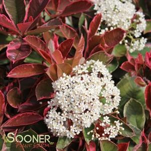 1 units available! Pre-Order Qty: 0