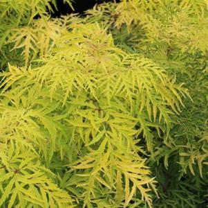 19 units available! Pre-Order Qty: 0