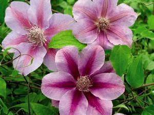 6 units available! Pre-Order Qty: 0