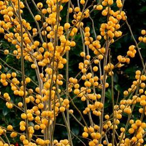 9 units available! Pre-Order Qty: 0