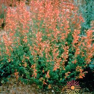 4 units available! Pre-Order Qty: 0