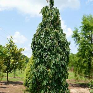 3 units available! Pre-Order Qty: 7