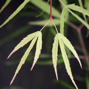 2 units available! Pre-Order Qty: 0