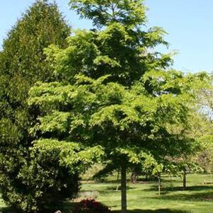 14 units available! Pre-Order Qty: 0