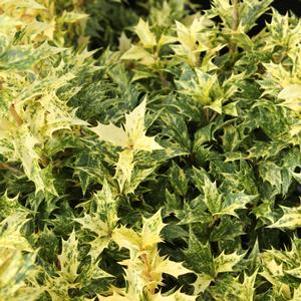 7 units available! Pre-Order Qty: 0