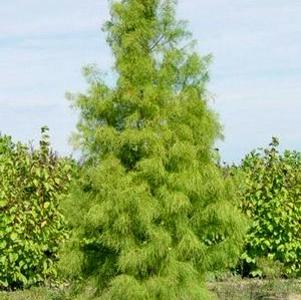 1 units available! Pre-Order Qty: 0