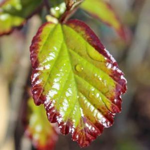 21 units available! Pre-Order Qty: 0