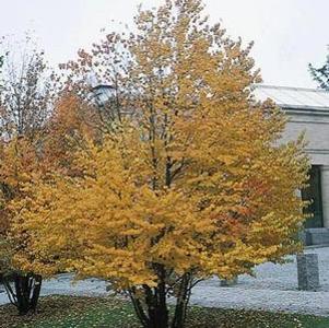 9 units available! Pre-Order Qty: 0