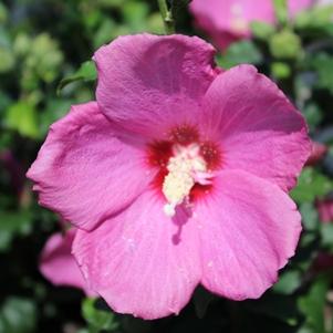 6 units available! Pre-Order Qty: 0