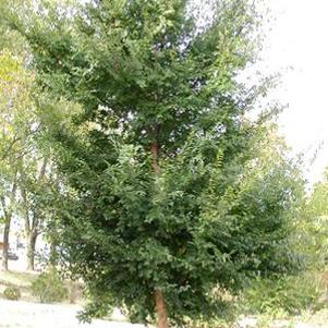 5 units available! Pre-Order Qty: 0