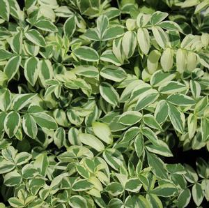 47 units available! Pre-Order Qty: 0