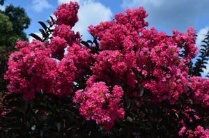 1 units available! Pre-Order Qty: 0