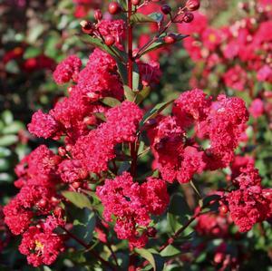 3 units available! Pre-Order Qty: 0