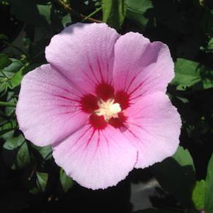 8 units available! Pre-Order Qty: 0