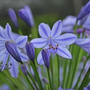 1 units available! Pre-Order Qty: 0