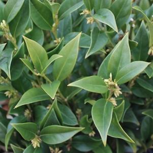 3 units available! Pre-Order Qty: 0